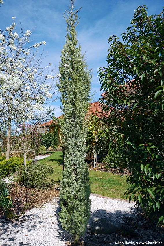 cedrus atlantica Fastigiata Glauca