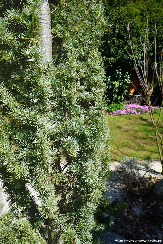 cedrus atlantica Fastigiata Glauca