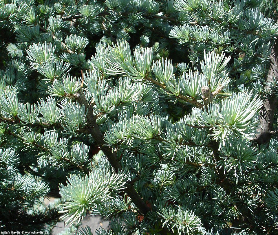cedrus atlantica Glauca