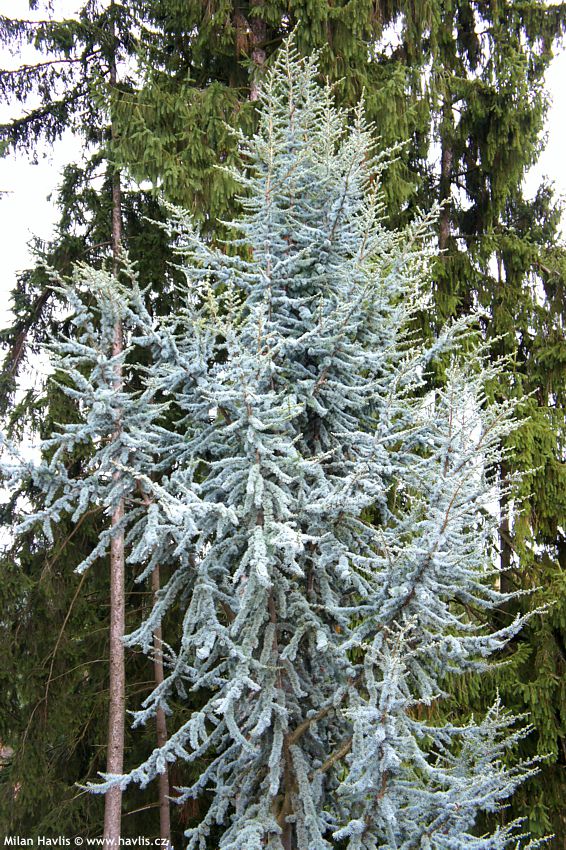 cedrus atlantica Glauca