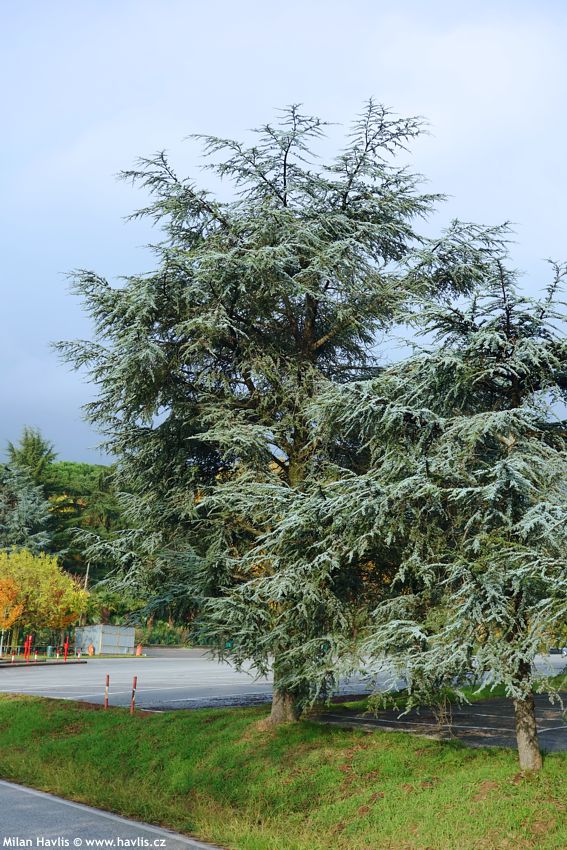 cedrus atlantica Glauca