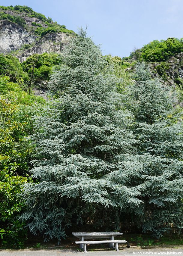 cedrus atlantica Glauca