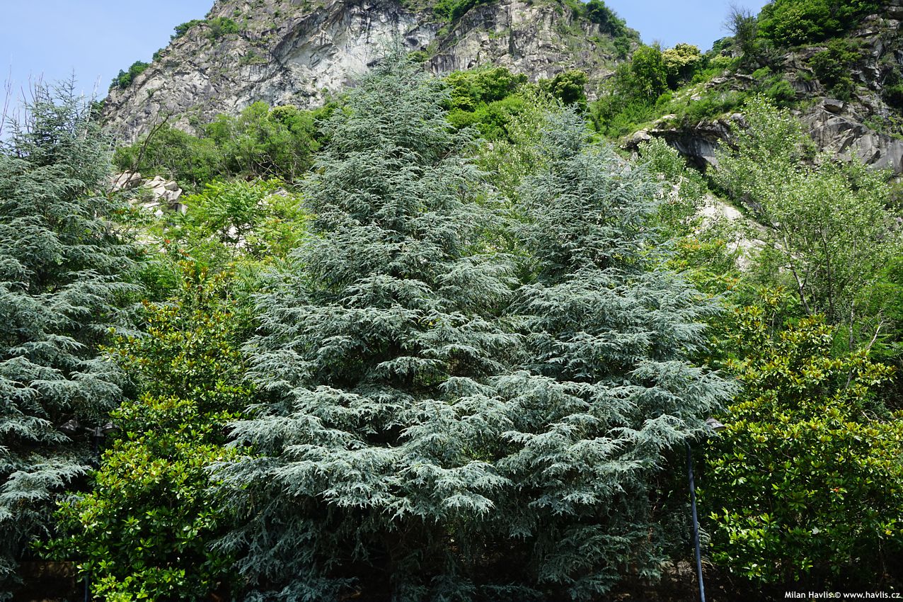 cedrus atlantica Glauca