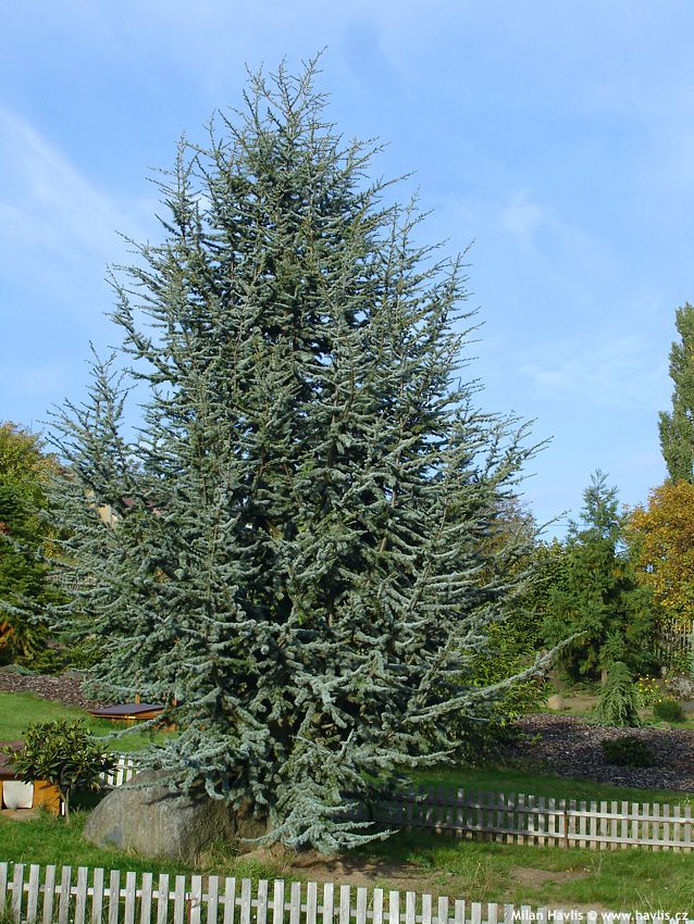 cedrus atlantica Glauca Pendula.jpg