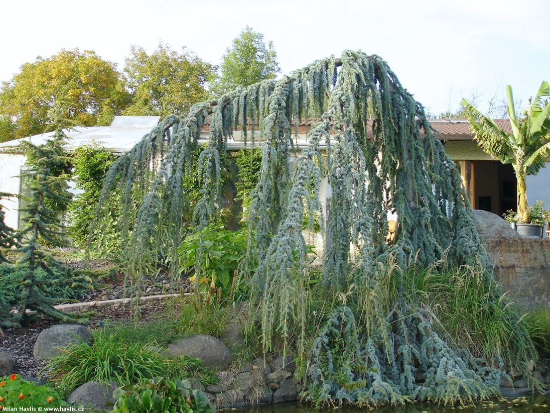 cedrus atlantica Glauca Pendula