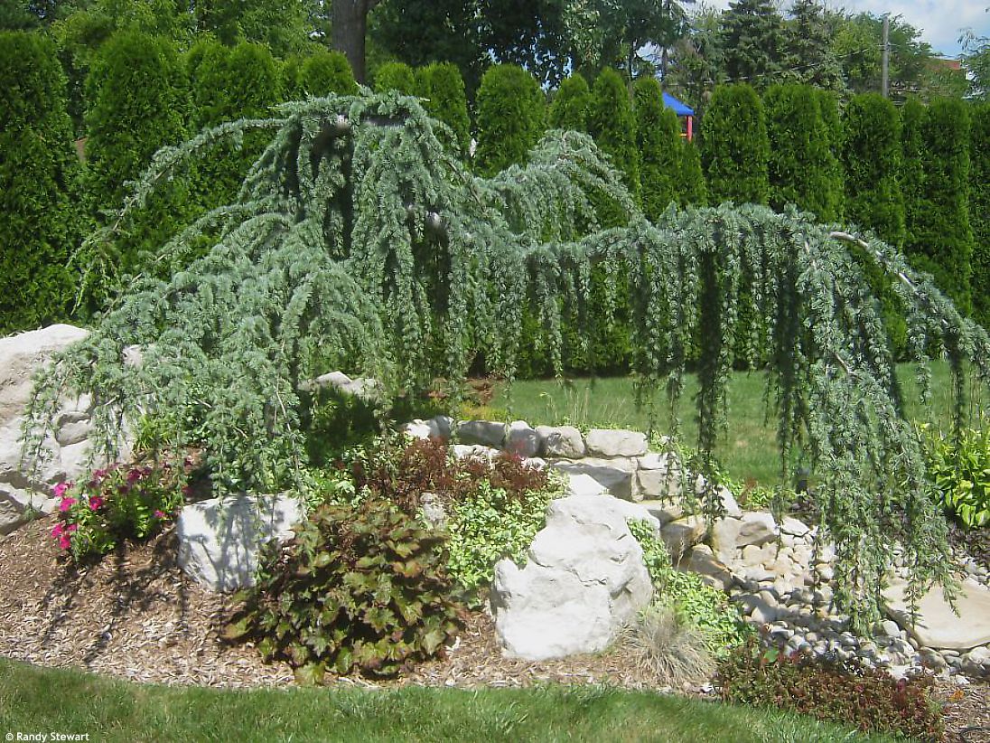 cedrus atlantica Glauca Pendula