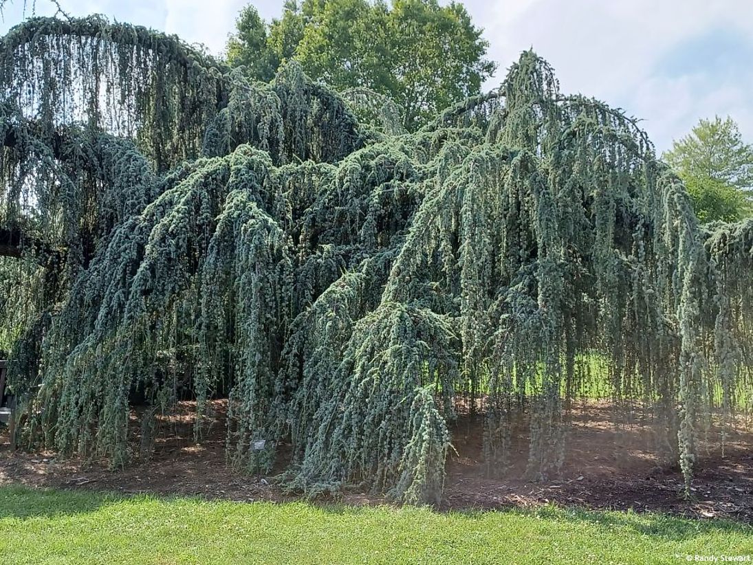 cedrus atlantica Glauca Pendula