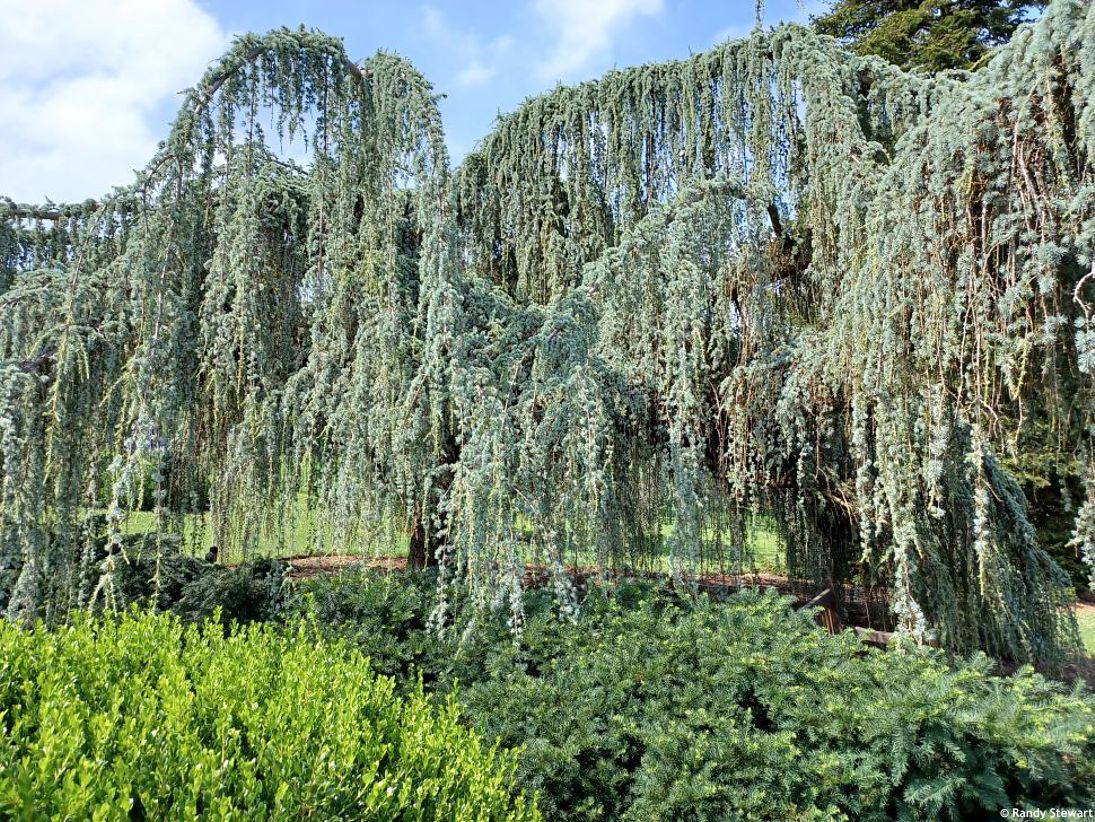 cedrus atlantica Glauca Pendula