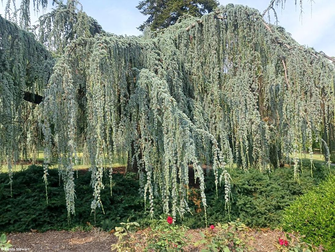 cedrus atlantica Glauca Pendula