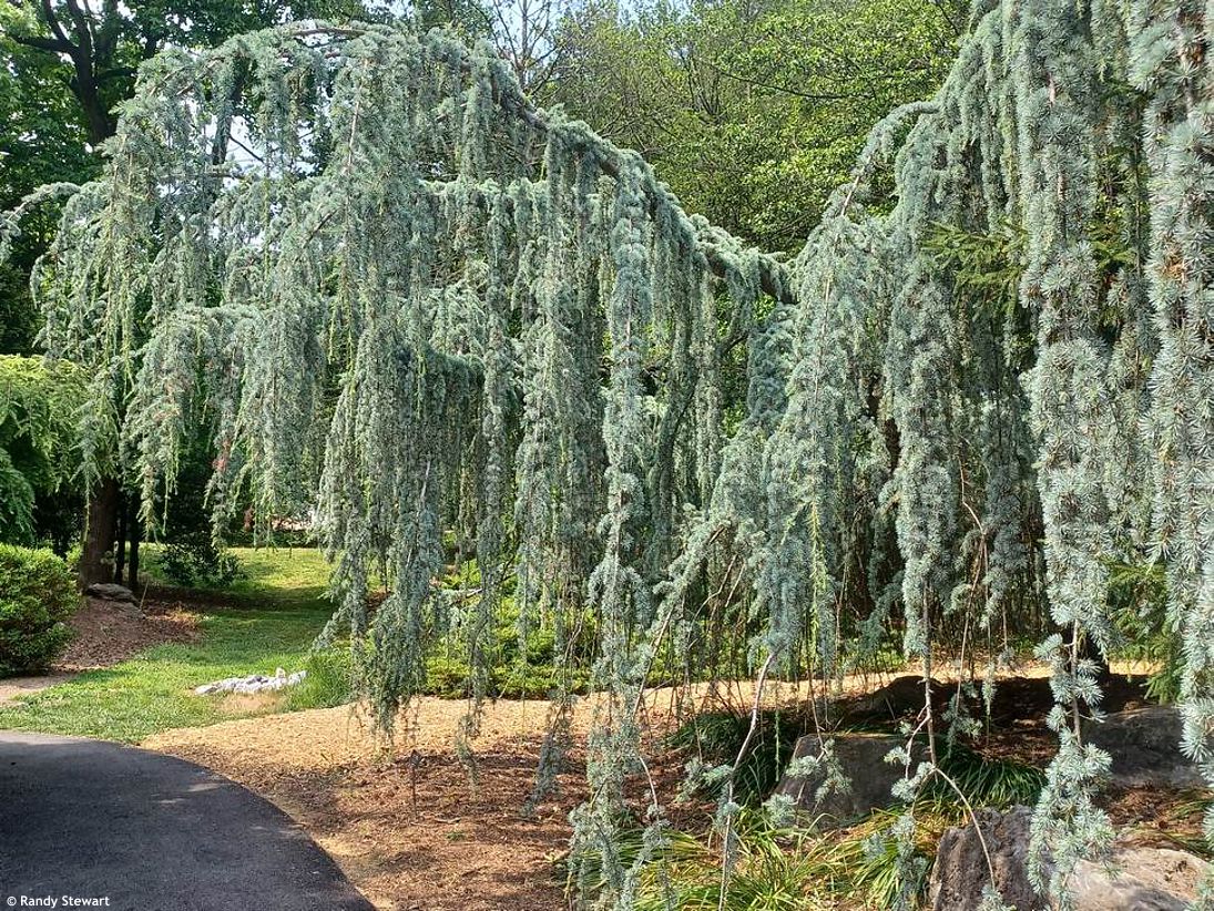 cedrus atlantica Glauca Pendula