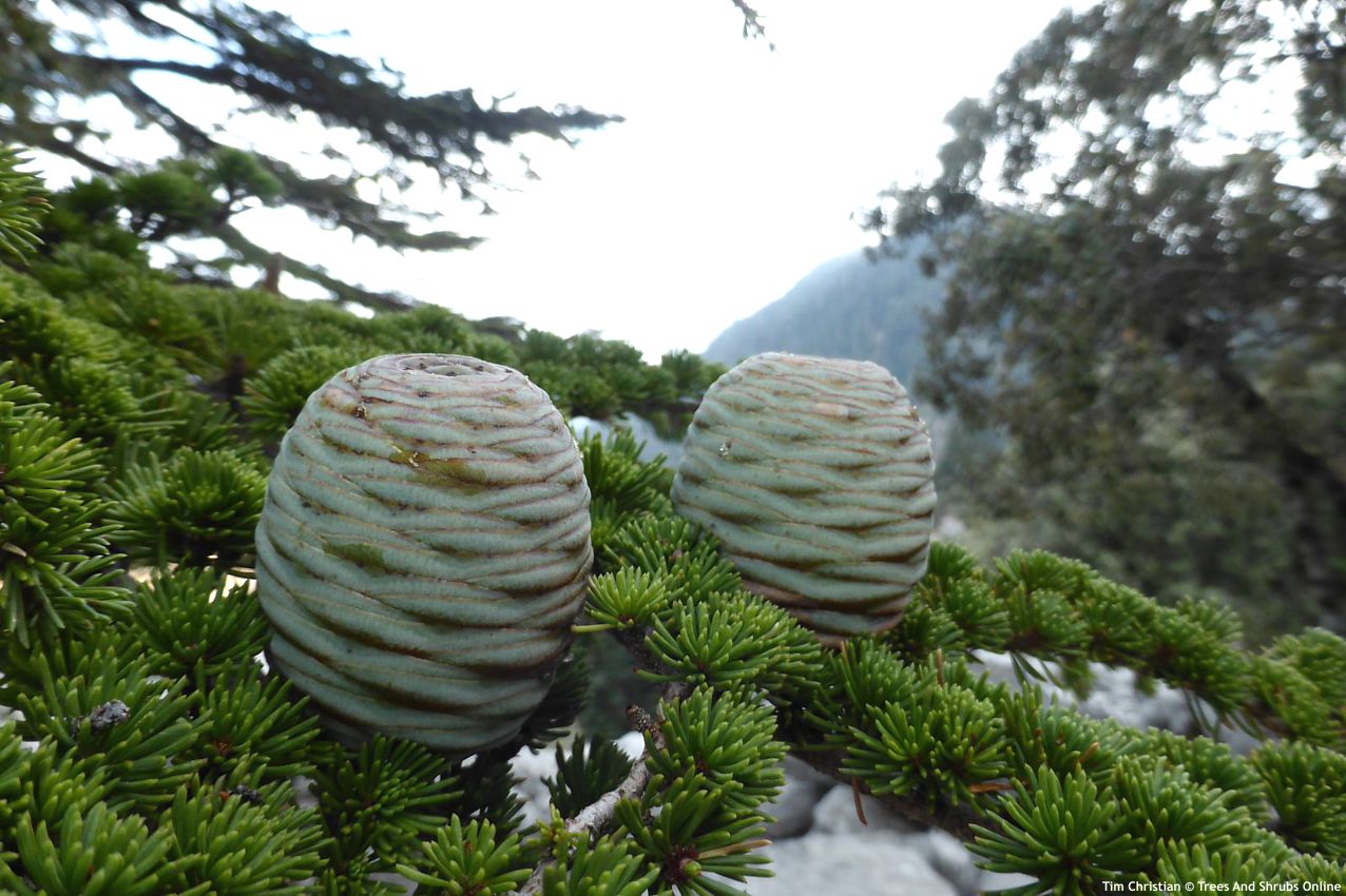 cedrus atlantica