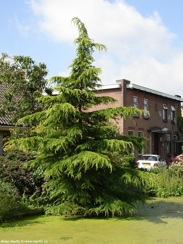 cedrus deodara Aurea