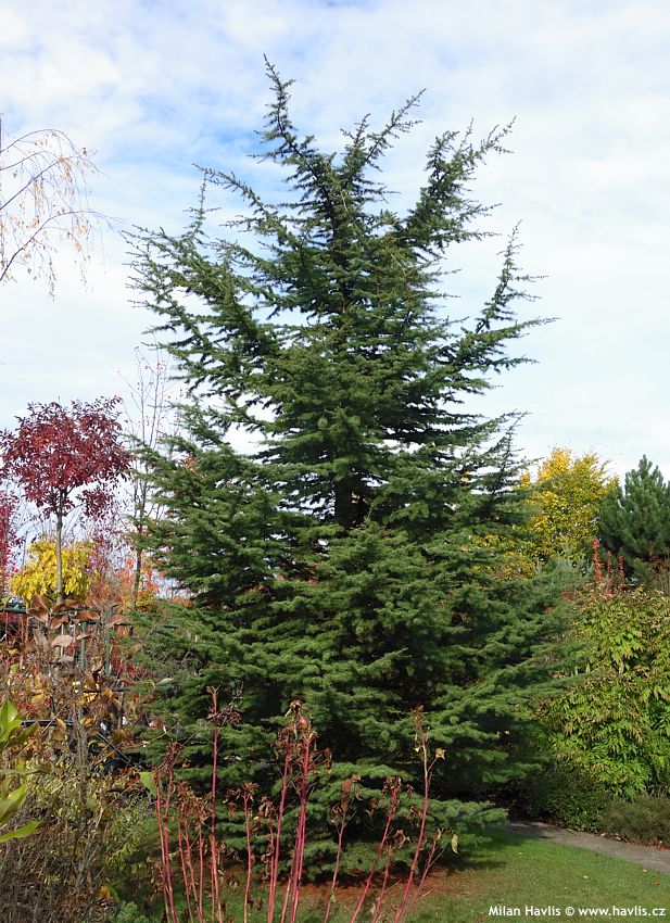 cedrus libani 2015.jpg