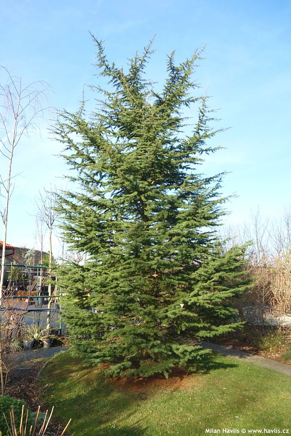 cedrus libani
