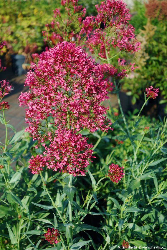centranthus ruber Coccineus 2015.jpg