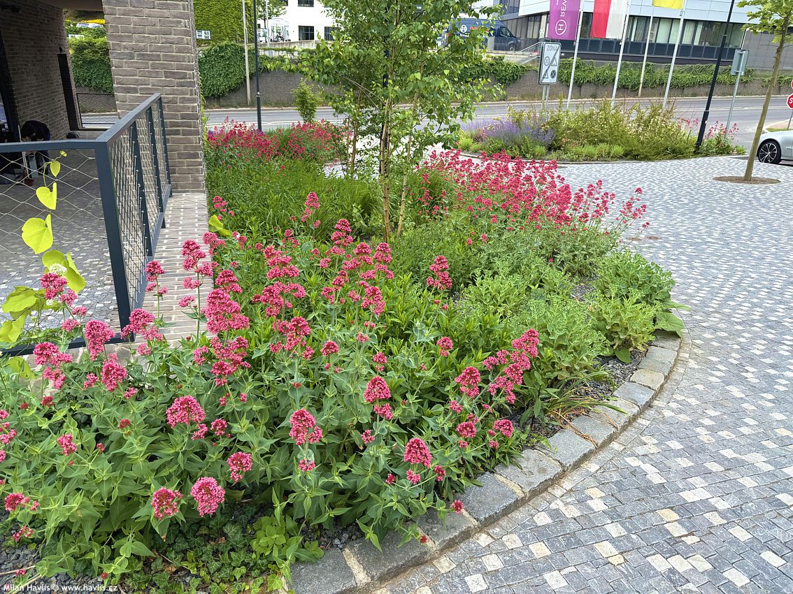 centranthus ruber Coccineus 2026 (1).jpg