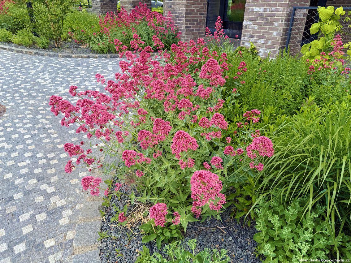 centranthus ruber Coccineus 2026 (2).jpg
