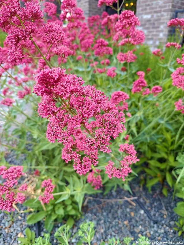 centranthus ruber Coccineus 2026 (3).jpg