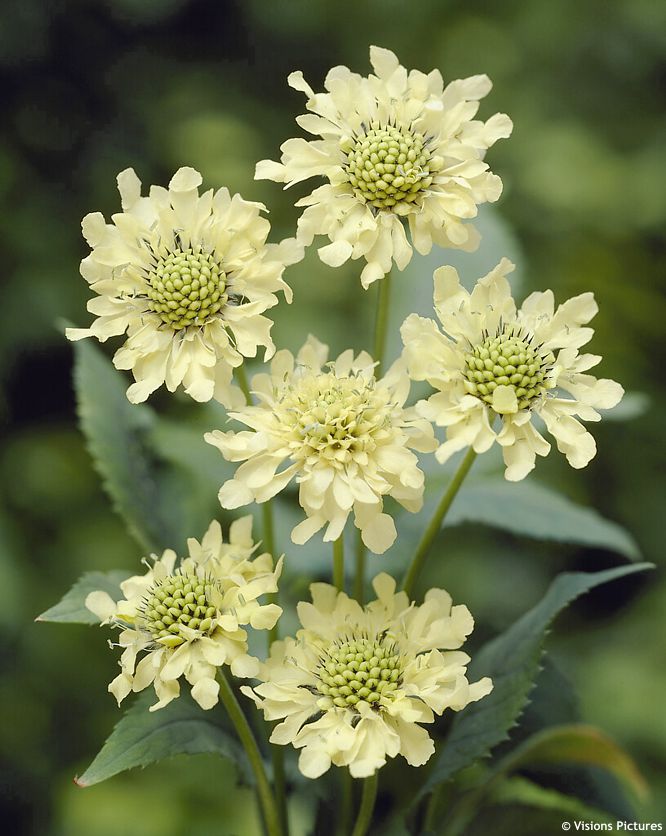 cephalaria gigantea