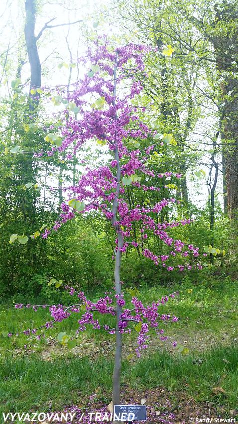 cercic canadensis Traveller