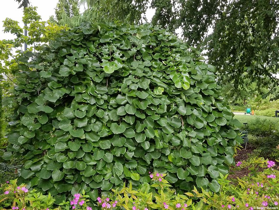 cercic canadensis Traveller