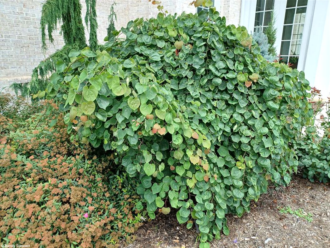 cercic canadensis Traveller