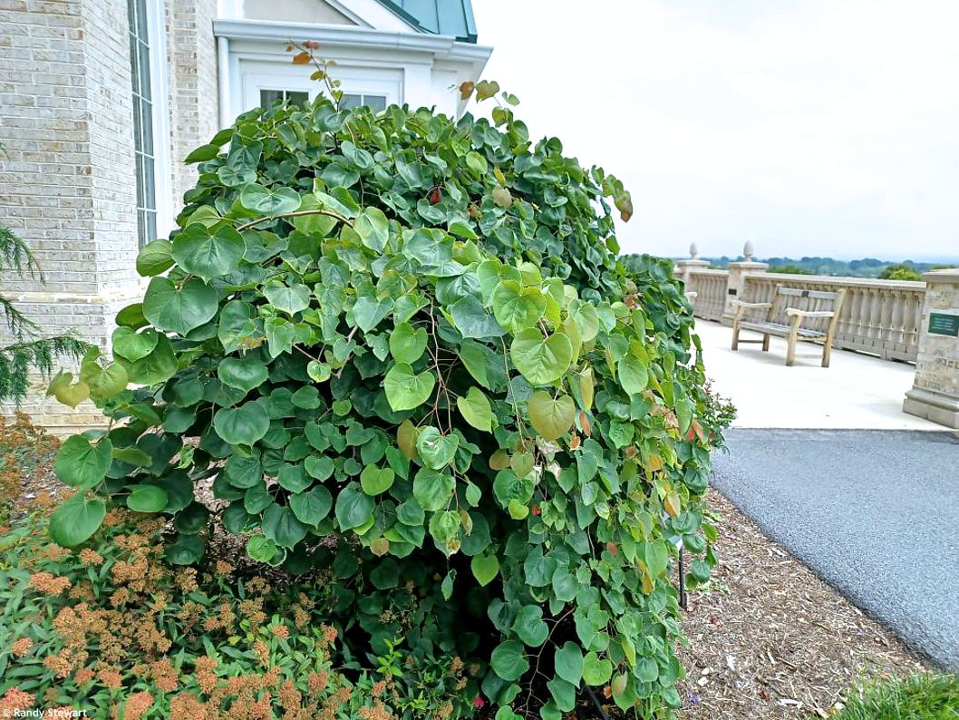 cercic canadensis Traveller