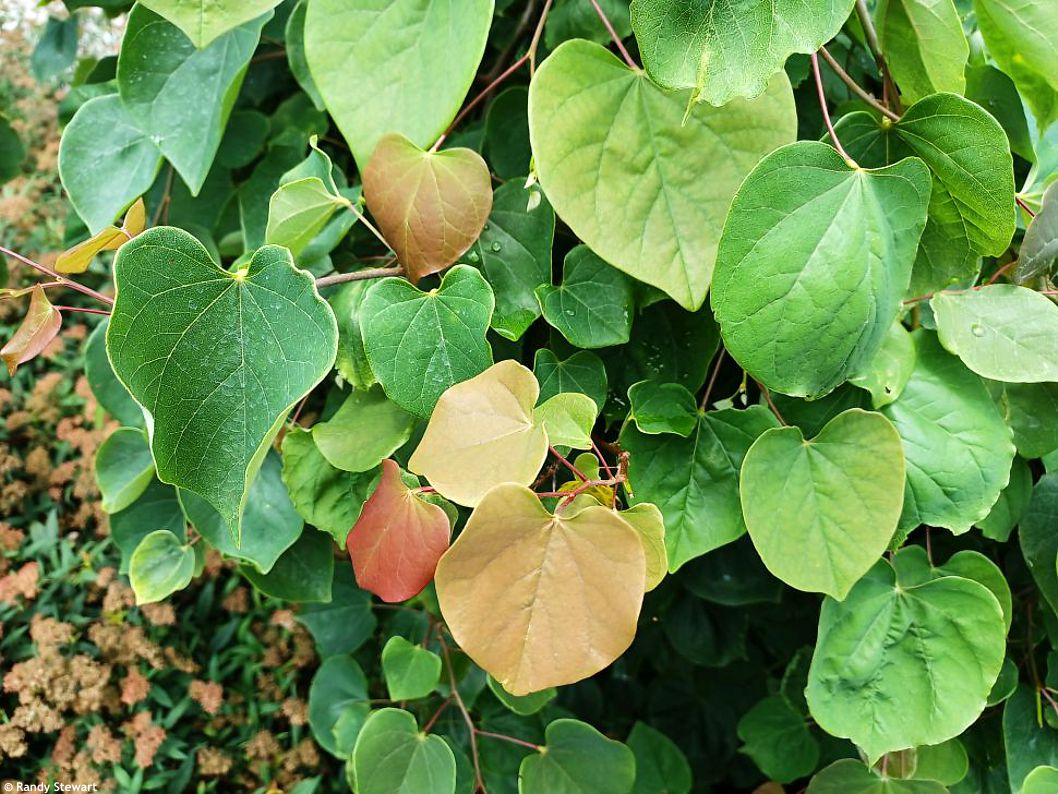 cercic canadensis Traveller