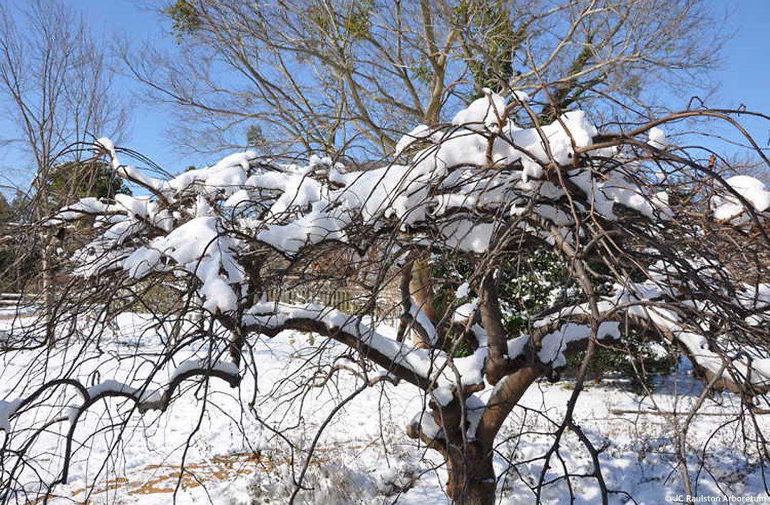 cercic canadensis Traveller