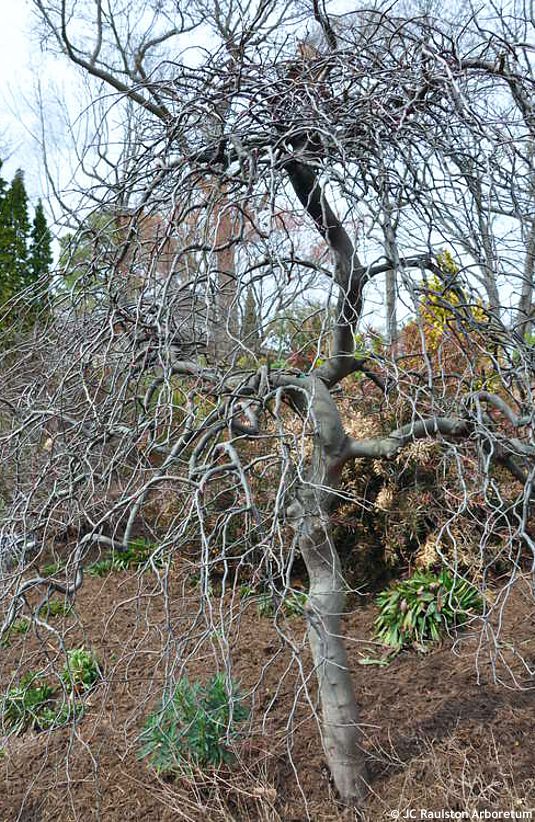 cercic canadensis Traveller