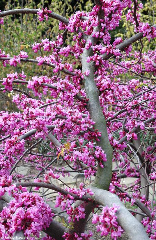 cercic canadensis Traveller