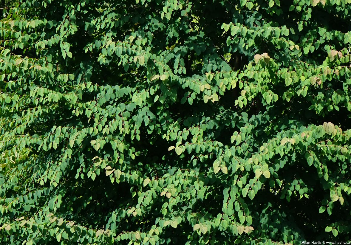 cercidiphyllum japonicum