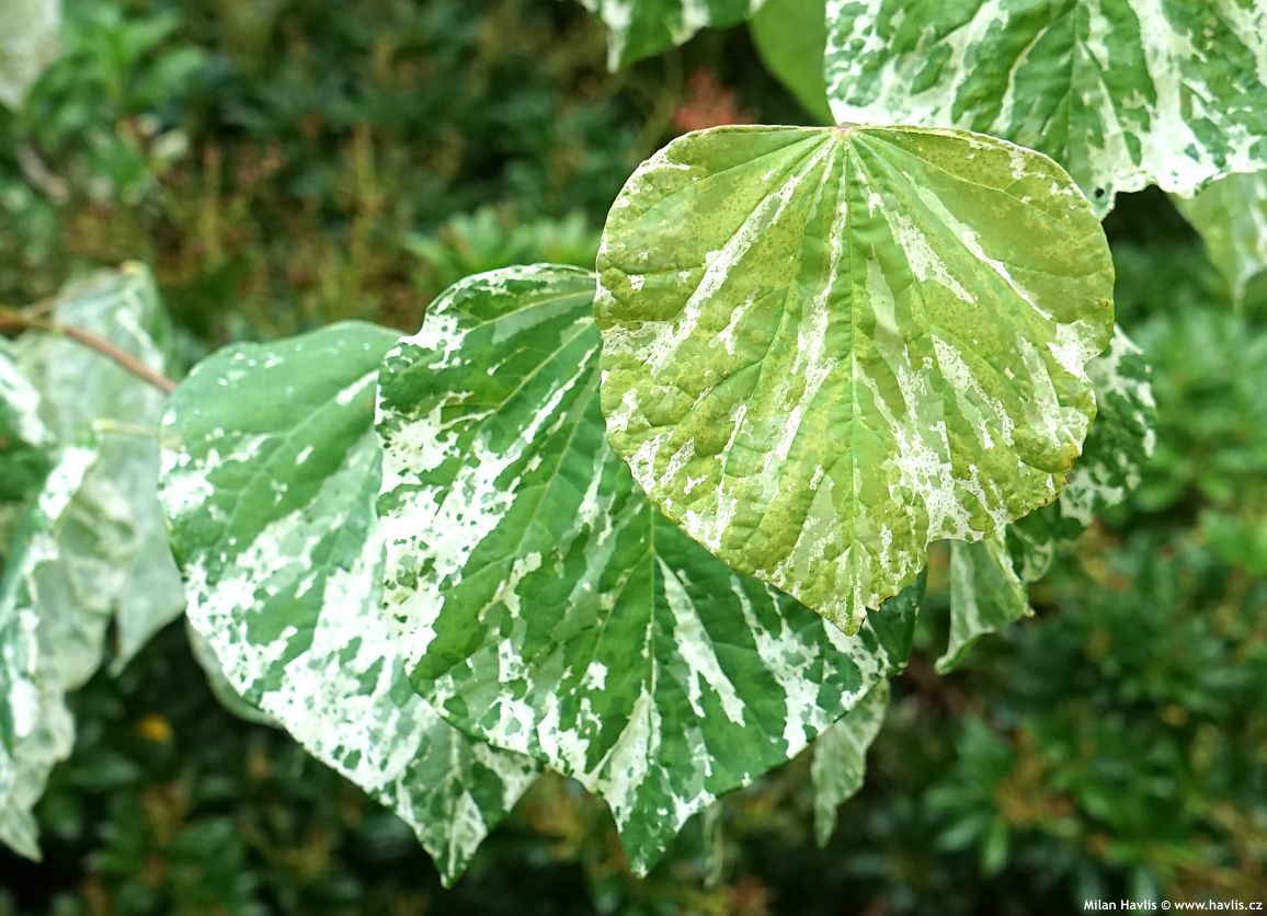 cercis canadensis Alley Cat