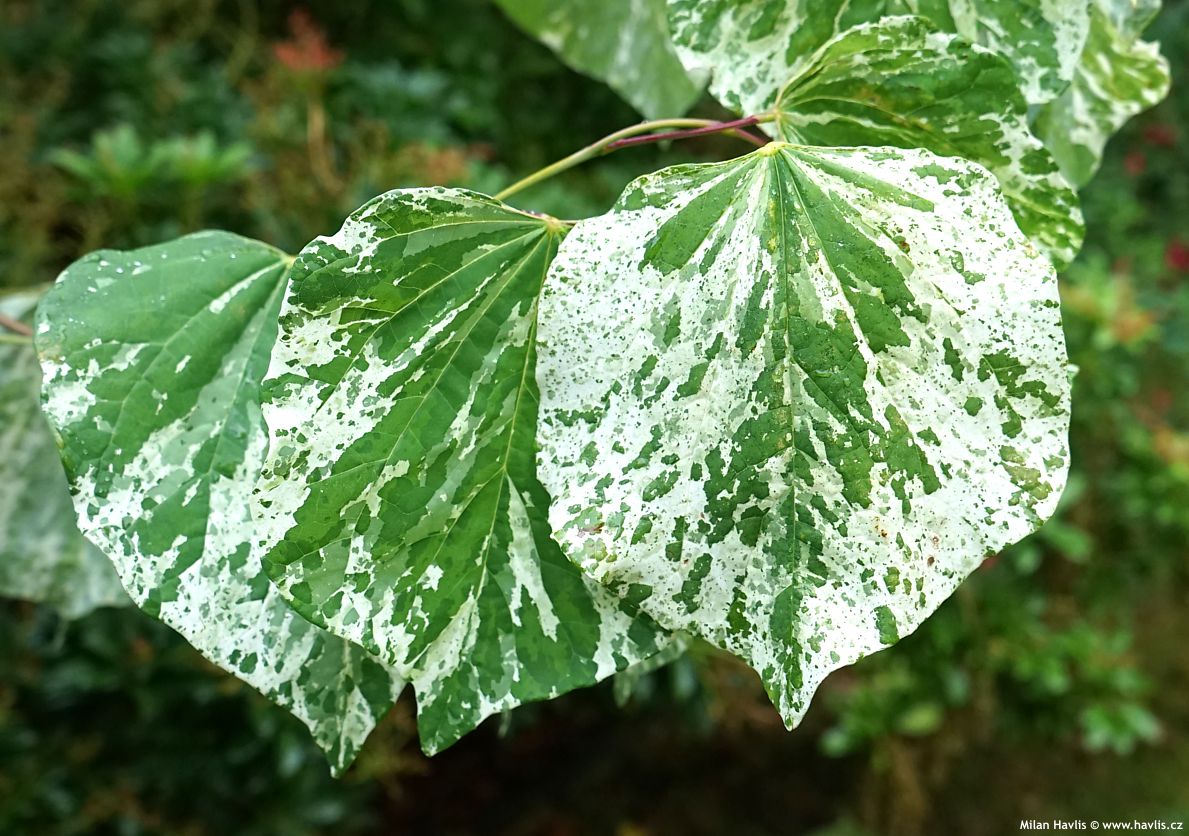 cercis canadensis Alley Cat