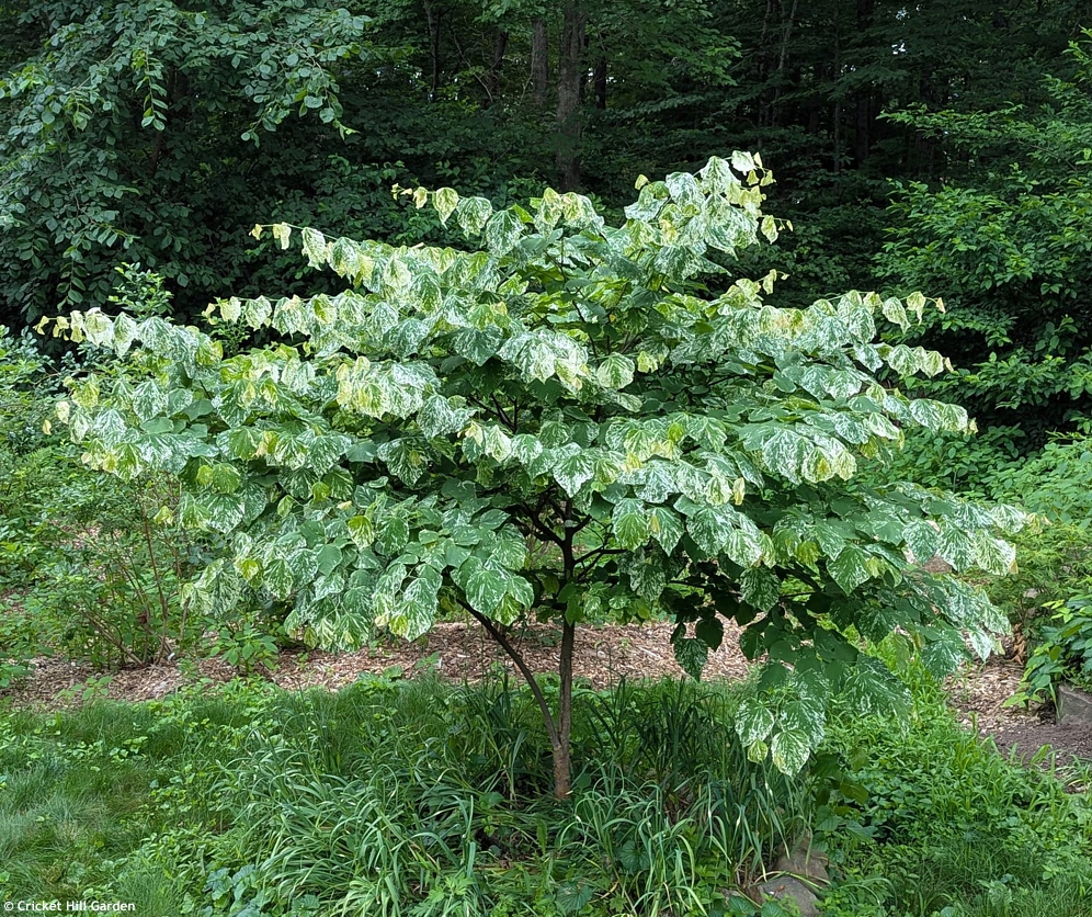 cercis canadensis Alley Cat