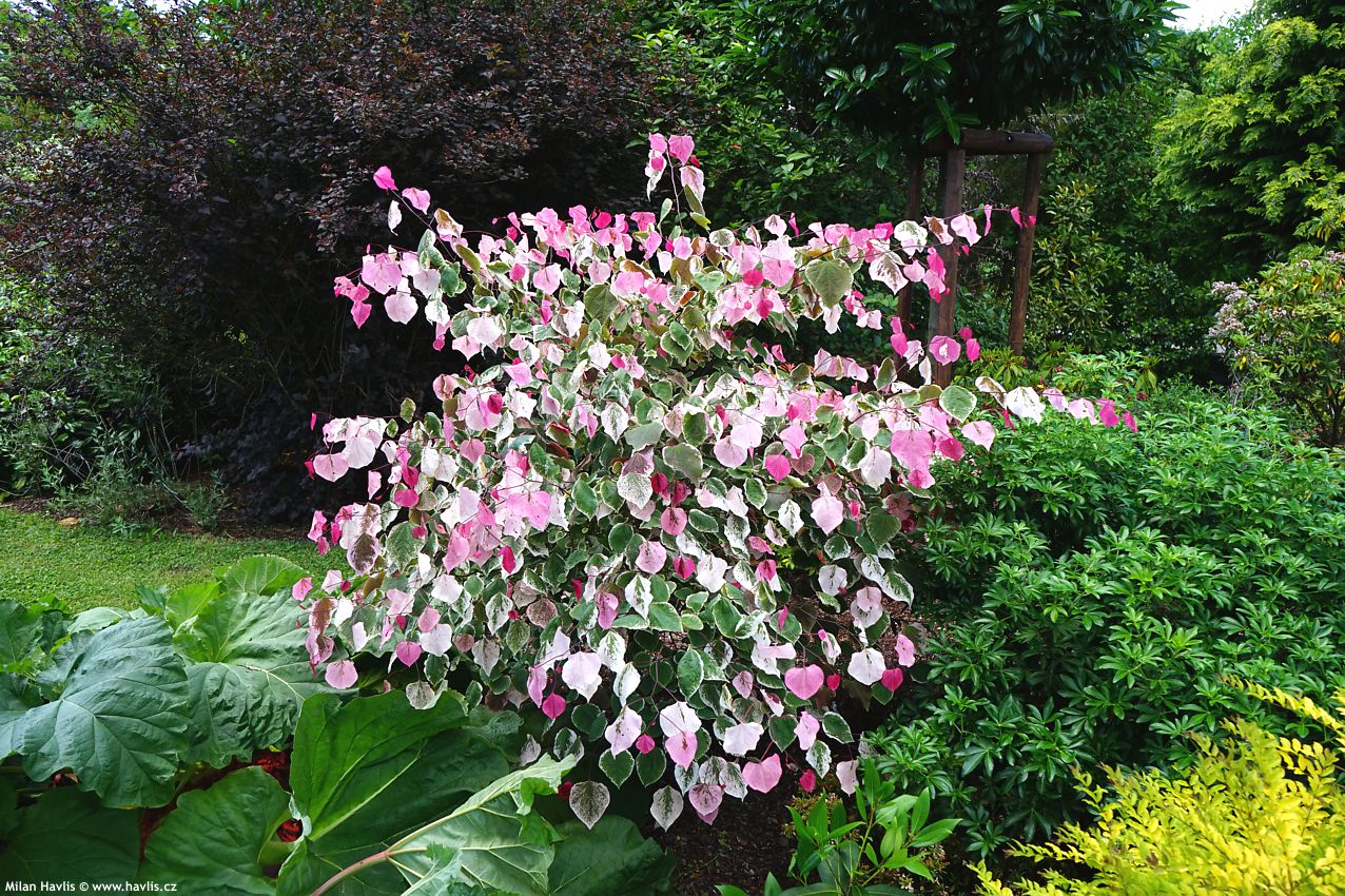 cercis canadensis Carolina Sweetheart