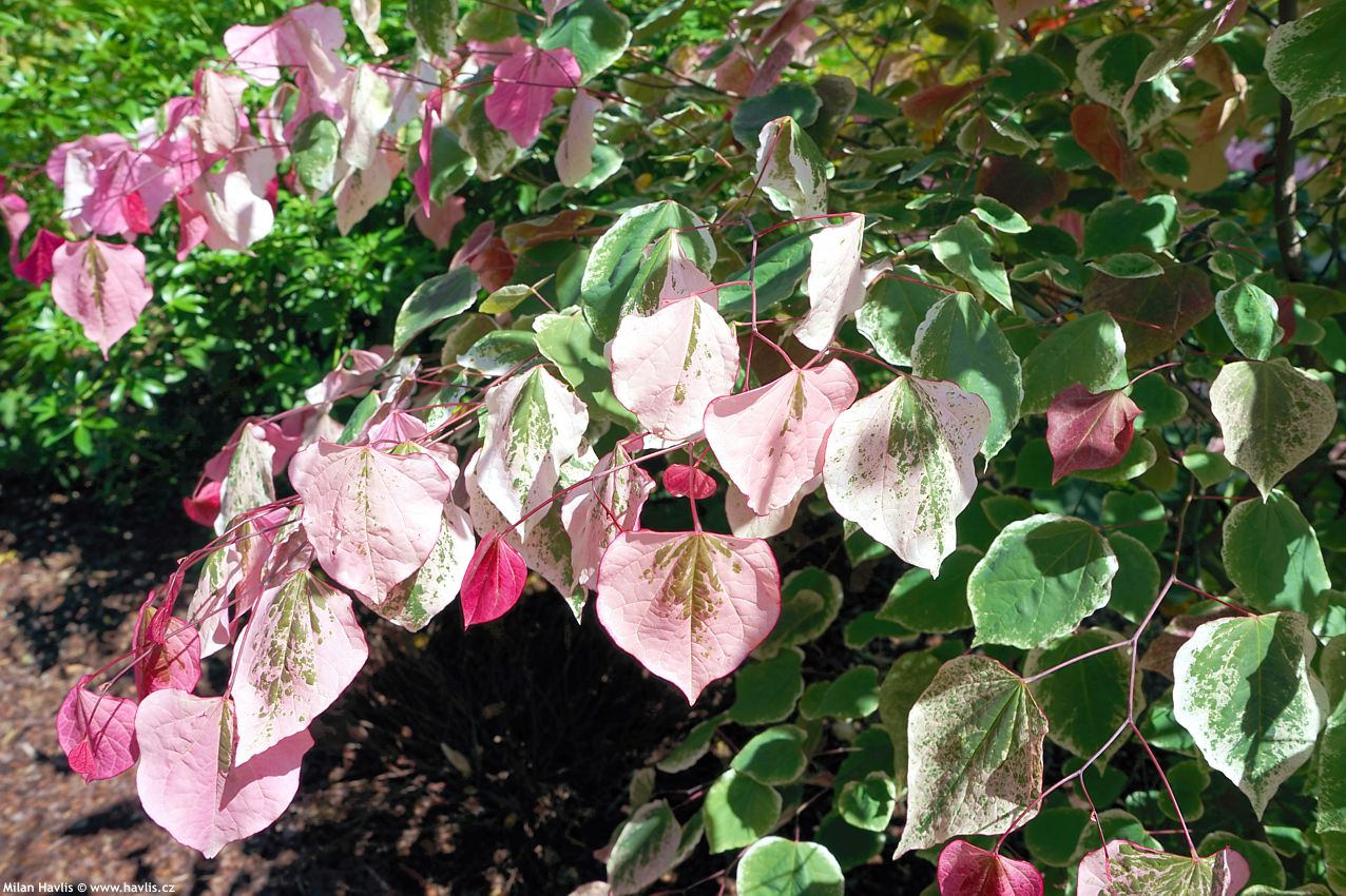 cercis canadensis Carolina Sweetheart