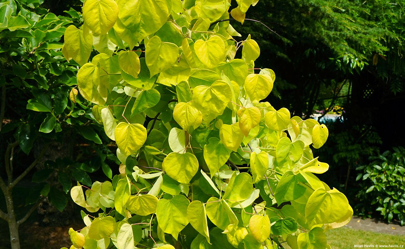 cercis canadensis Golden Falls