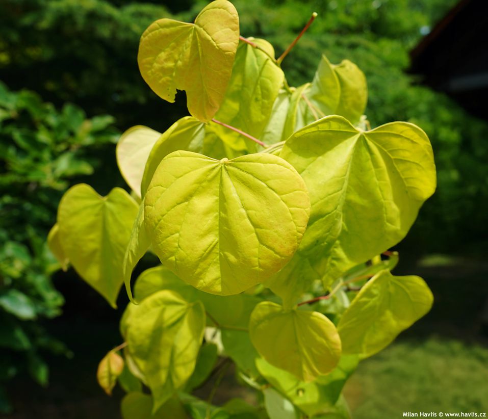 cercis canadensis Golden Falls