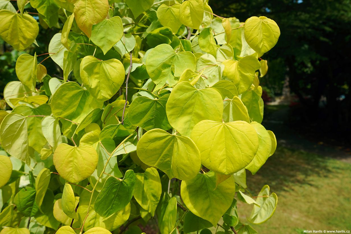 cercis canadensis Golden Falls