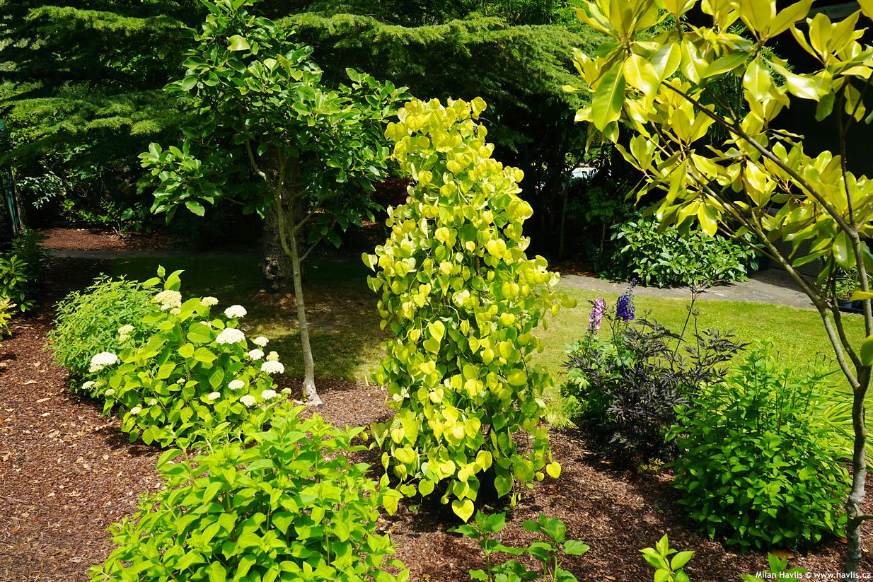 cercis canadensis Golden Falls