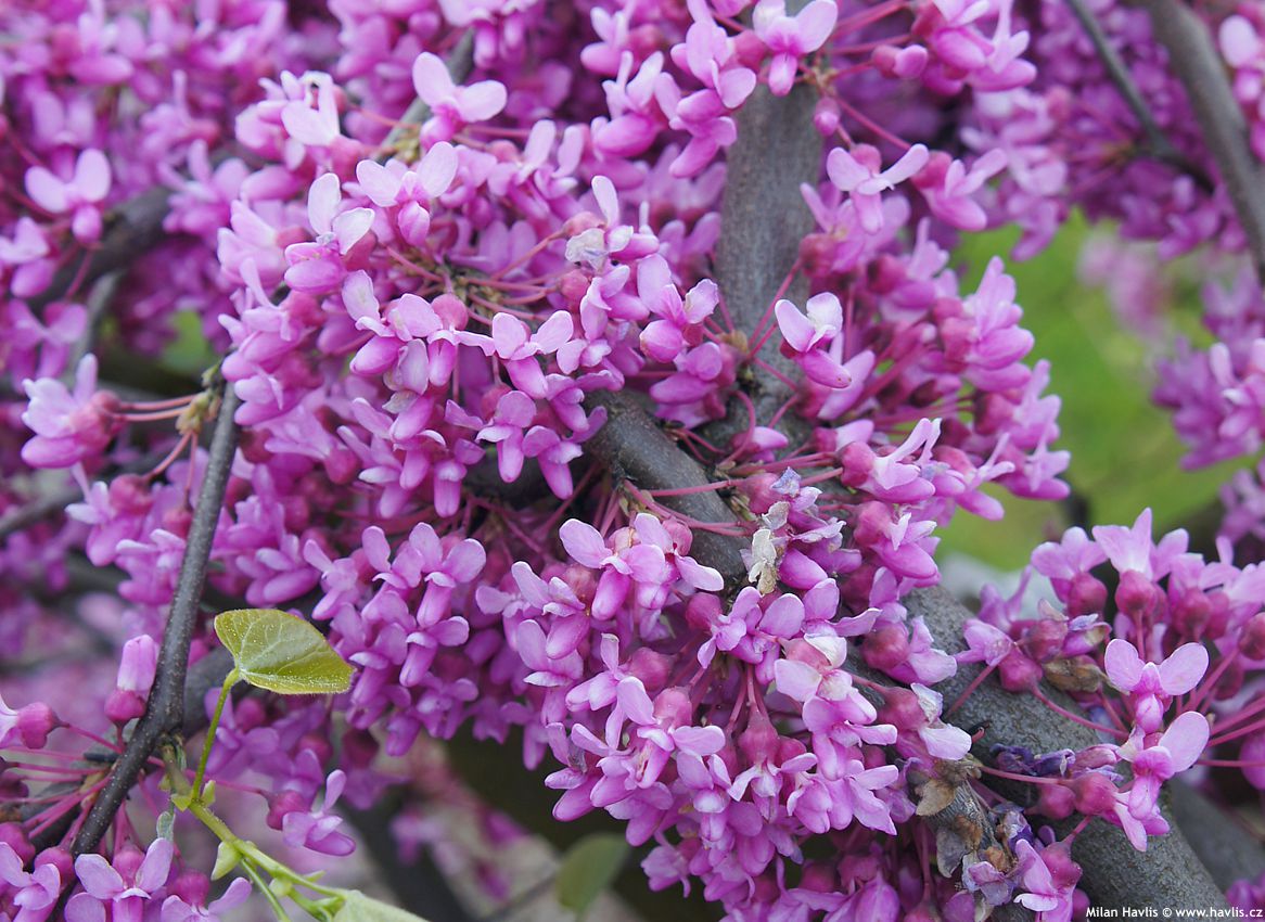 cercis canadensis Lavender Twist