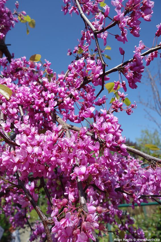 cercis canadensis Lavender Twist