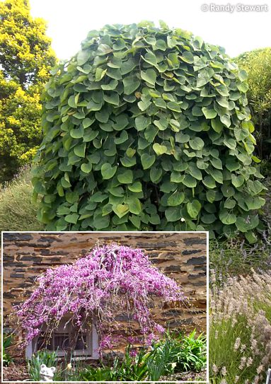 Cercis canadensis 'LAVENDER TWIST'® ('Covey')