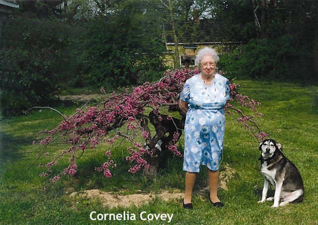 cercis canadensis Lavender Twist