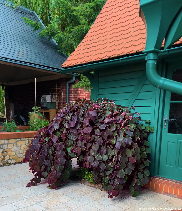 cercis canadensis Ruby Falls 2025 1.jpg