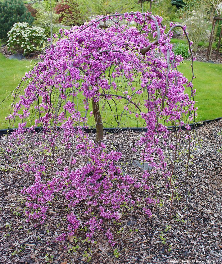 cercis canadensist Traveller