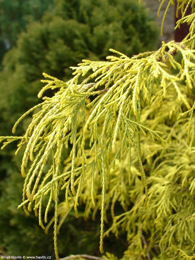 chamaecyparis pisifera Filifera Aurea