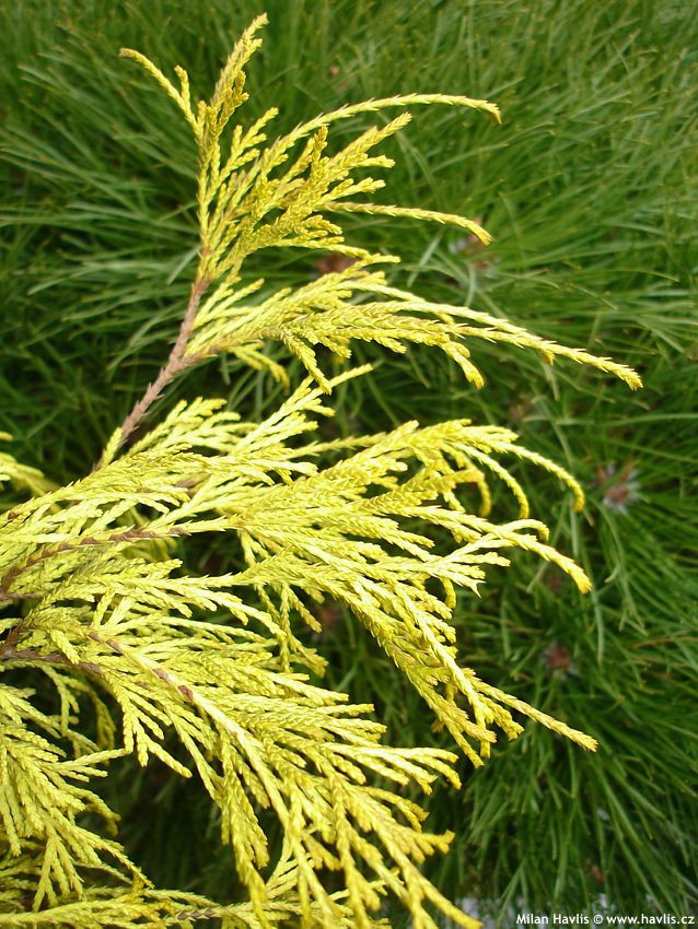 chamaecyparis pisifera Filifera Aurea