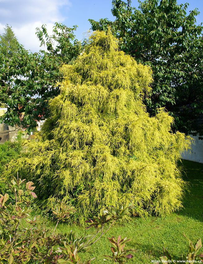 chamaecyparis pisifera Filifera Aurea